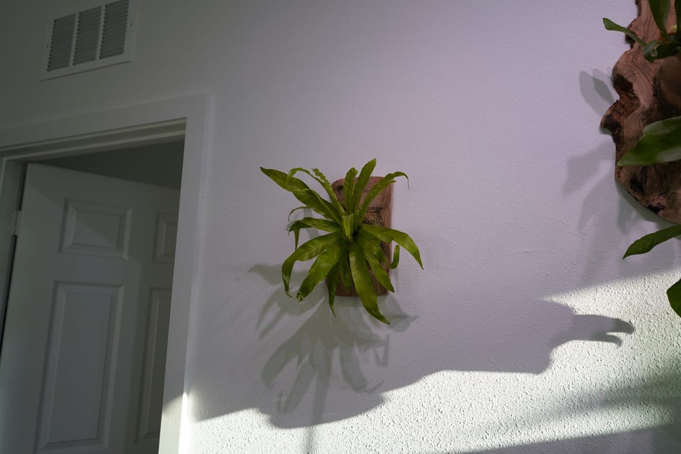 Mounted staghorn fern catching afternoon light on a white wall