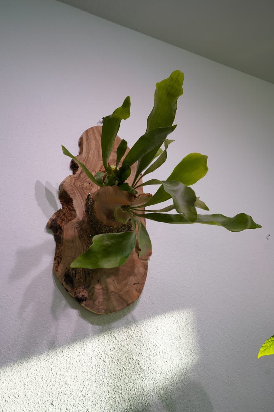 Staghorn fern on a live-edge camphor wood mount