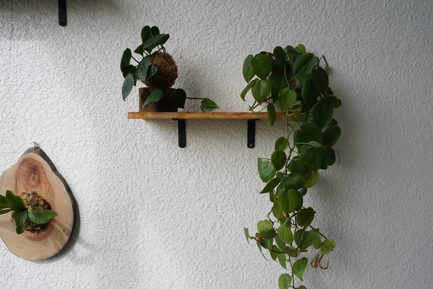 Wood shelf with trailing pothos and a mounted plant