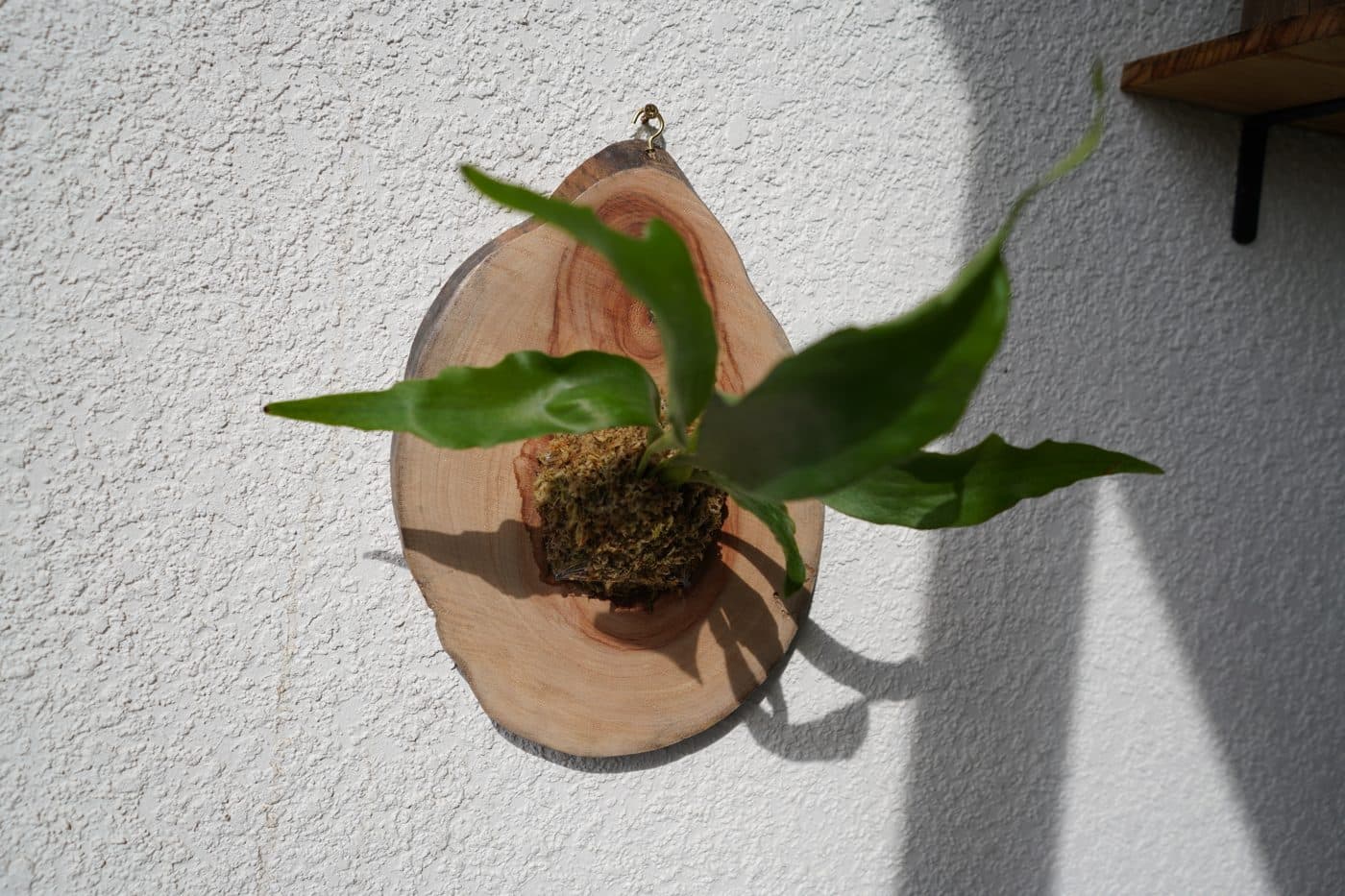 Young staghorn fern mounted on a natural wood round