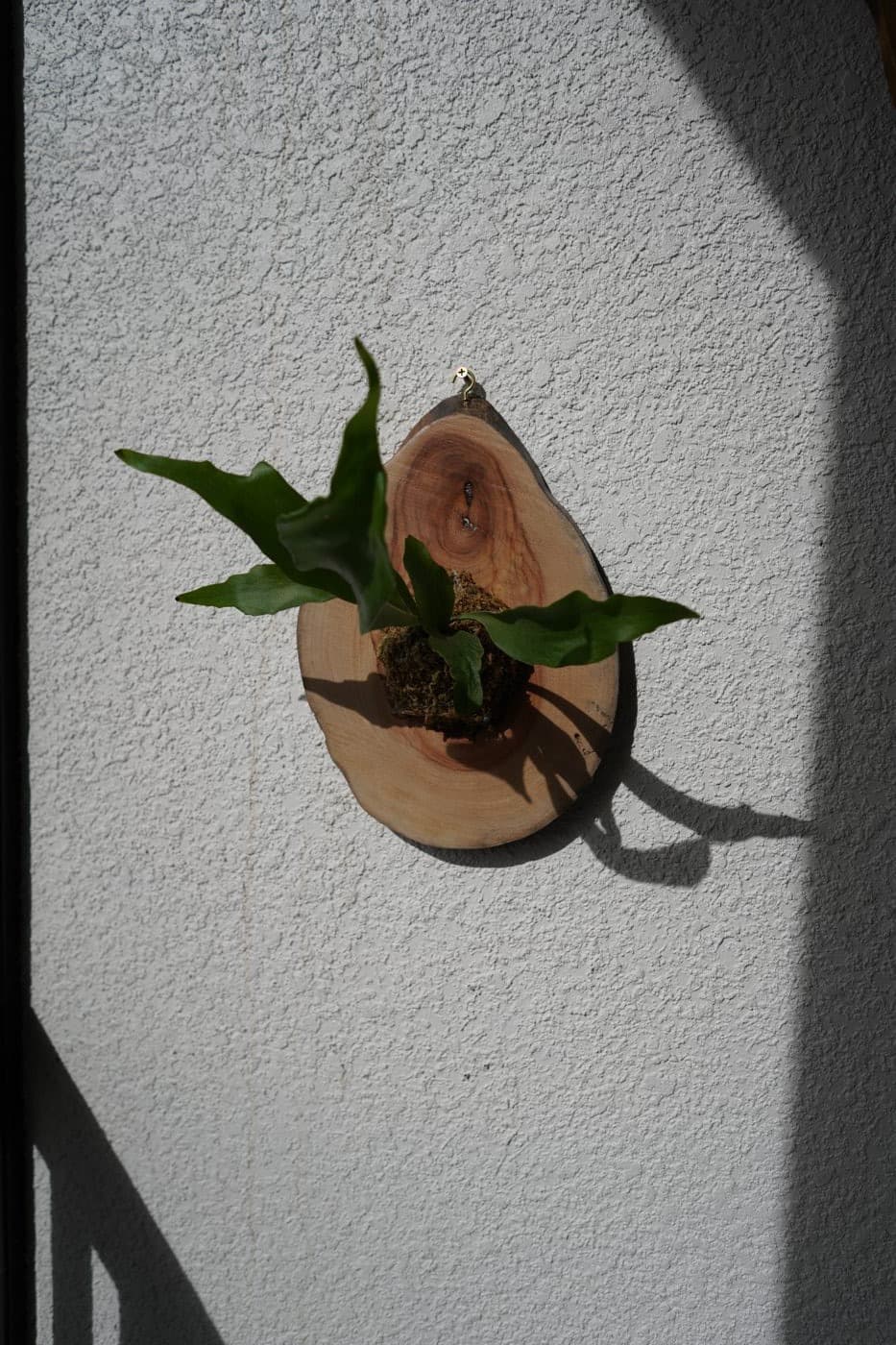 Staghorn fern in profile on a cedar round