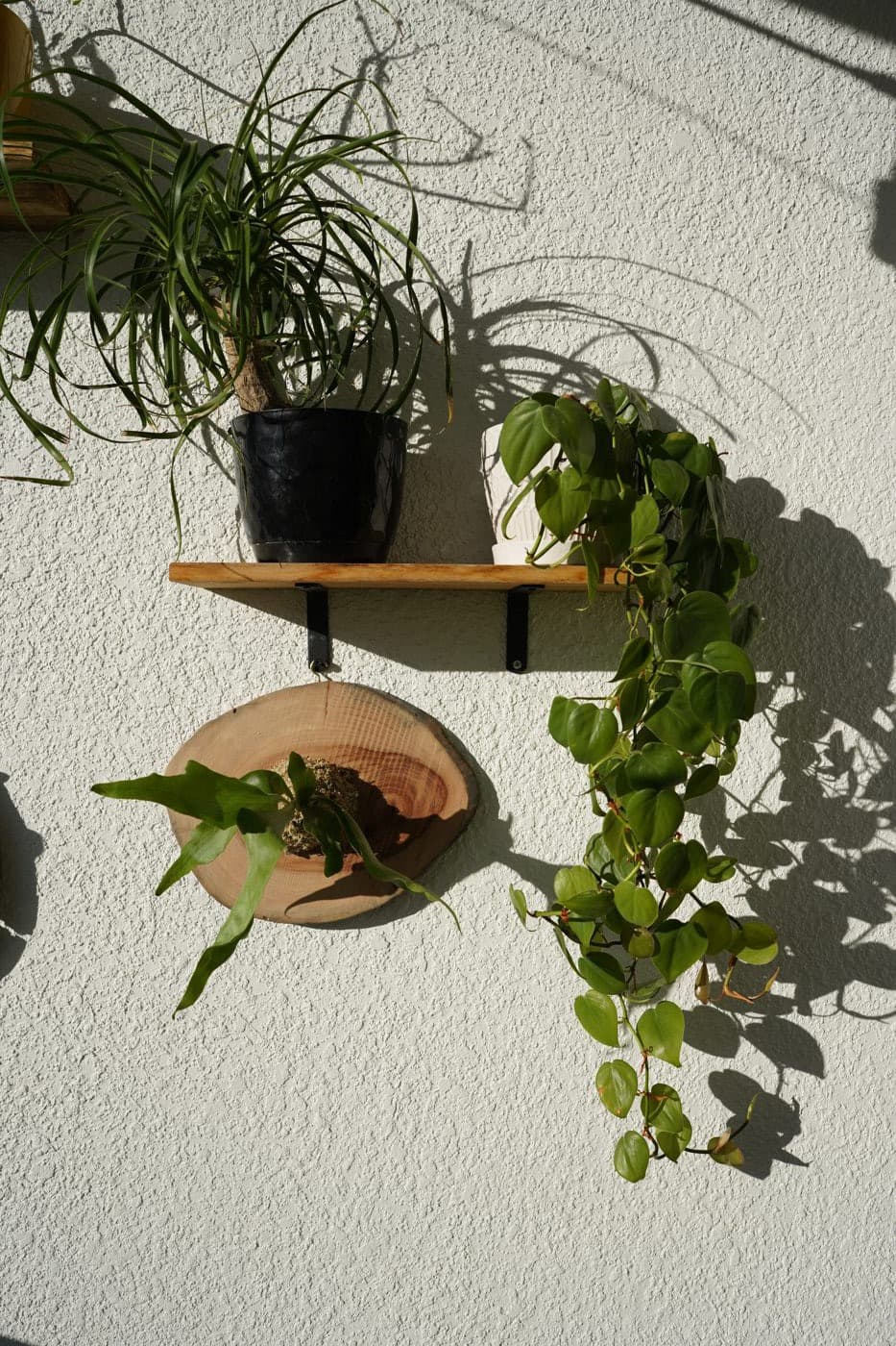 Trailing philodendron beside natural wood rounds