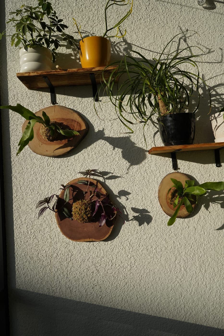 Gallery wall of mounted plants and hanging greenery