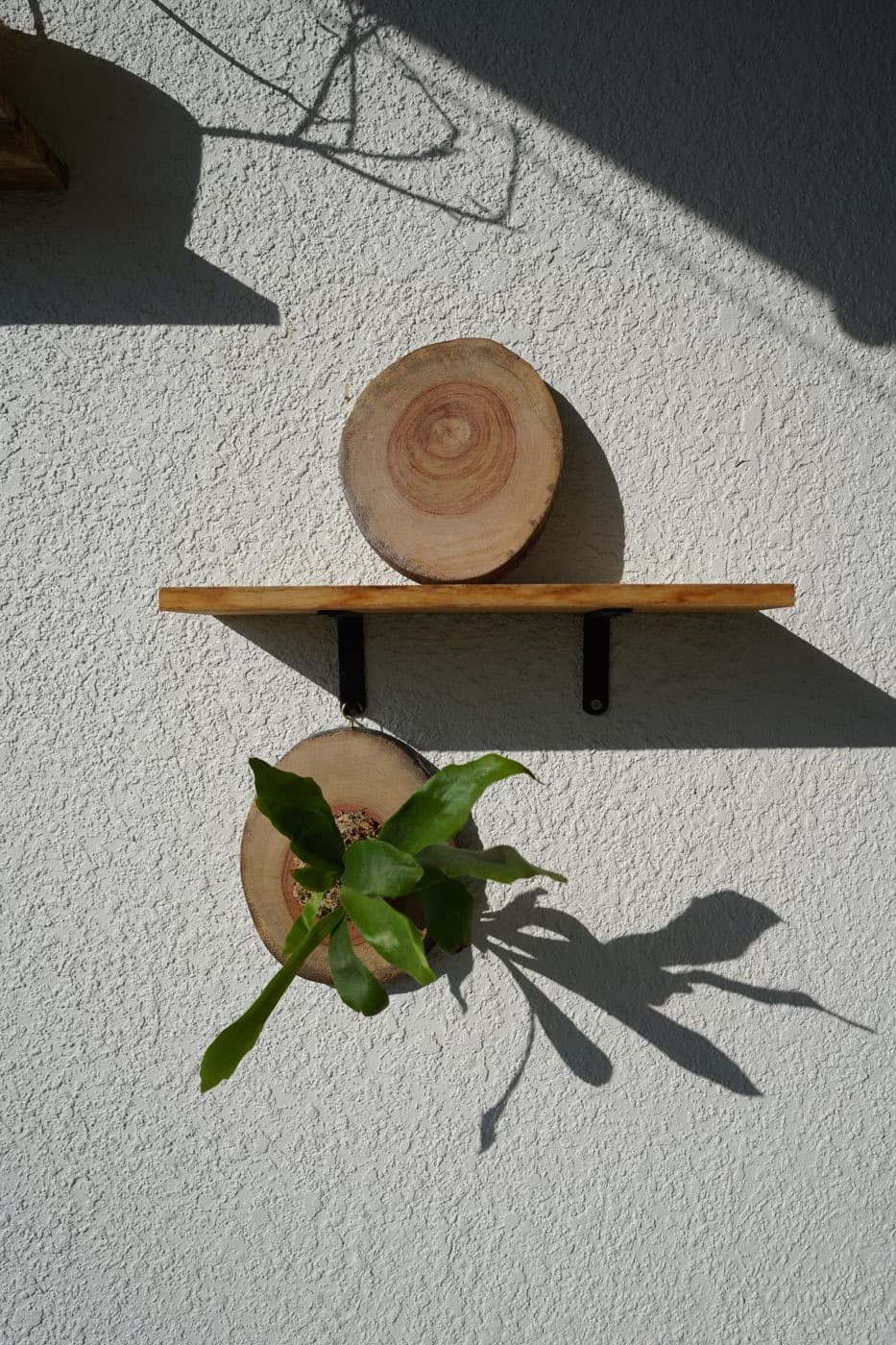 Pair of mounted staghorn ferns on wood rounds