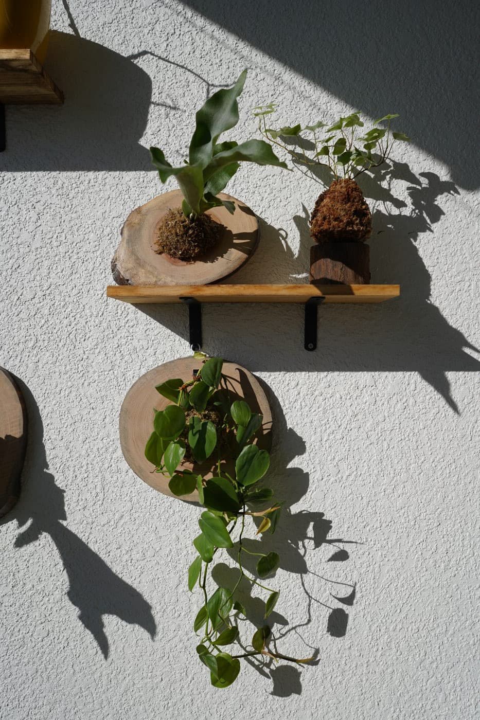 Pothos and mounted plants styled on a wall rail