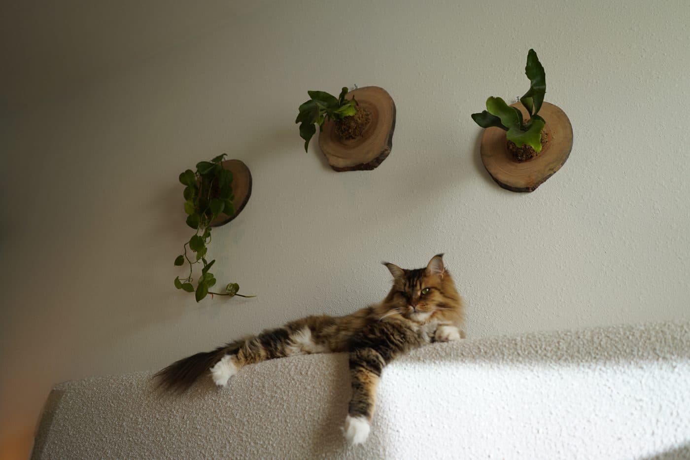 Three mounted plants in soft window light