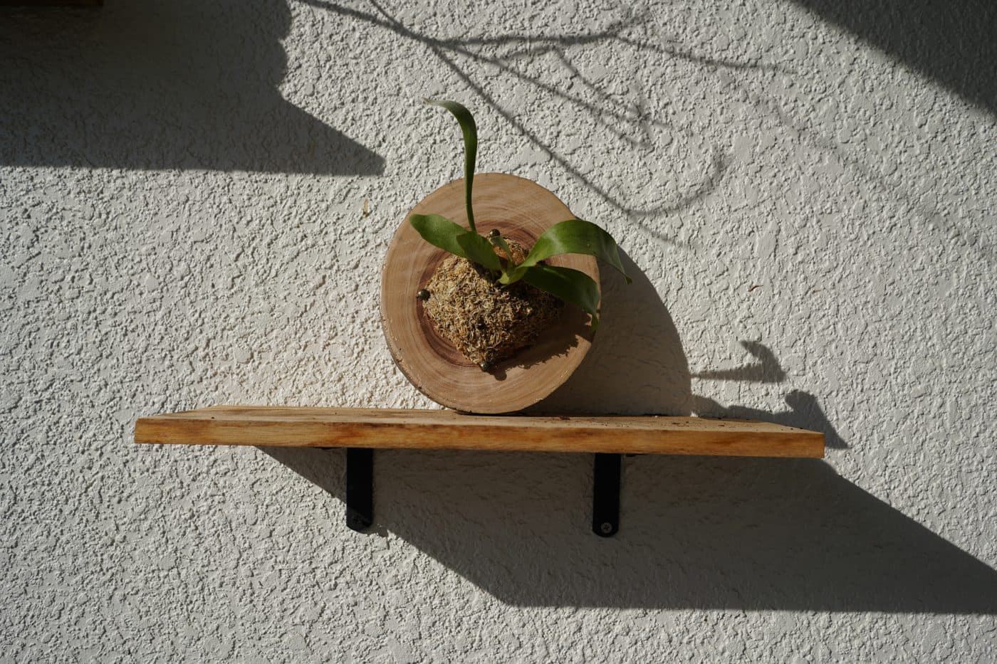 Mounted plant resting on a floating wood shelf