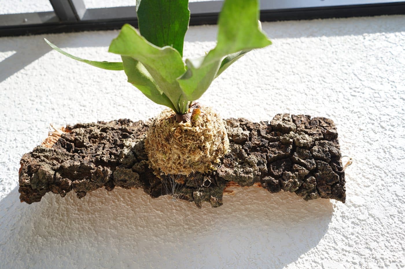 Staghorn fern kokedama growing from a bark mount