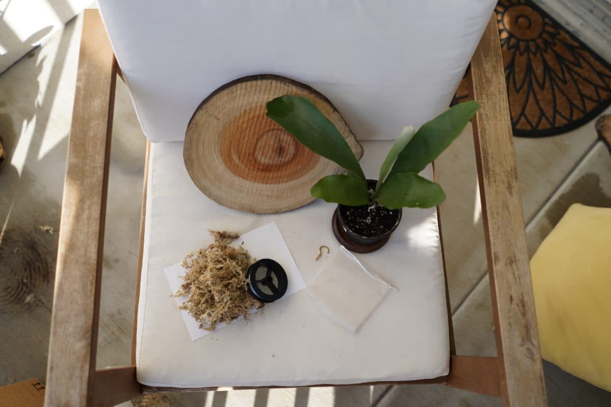 Mounting a staghorn fern by hand: wood round, moss, and a young fern in the Little Leaf Market workshop