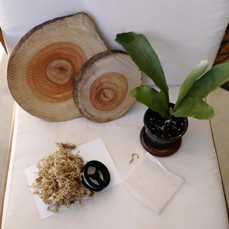 Kokedama