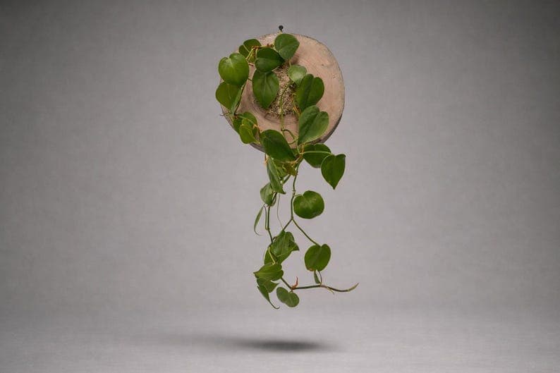 Pothos & Philodendron Wall Mount