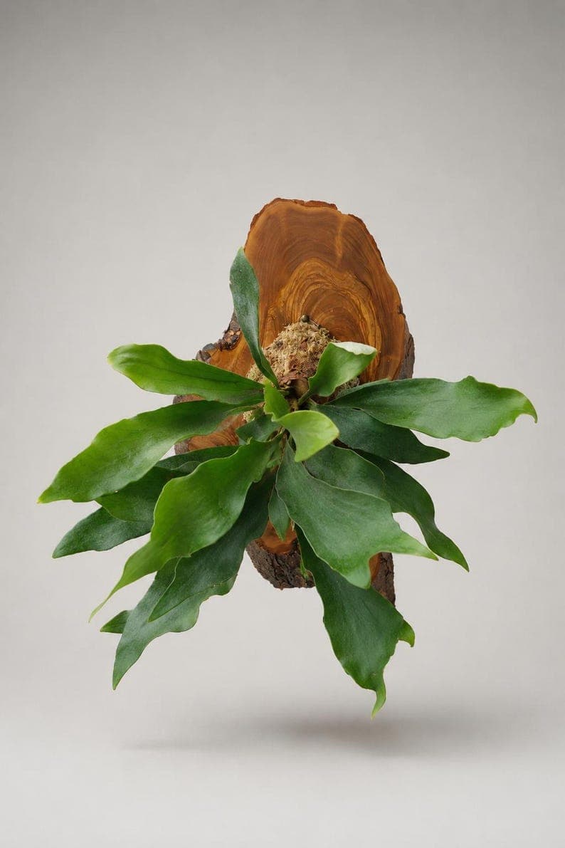 Extra Large Staghorn Fern