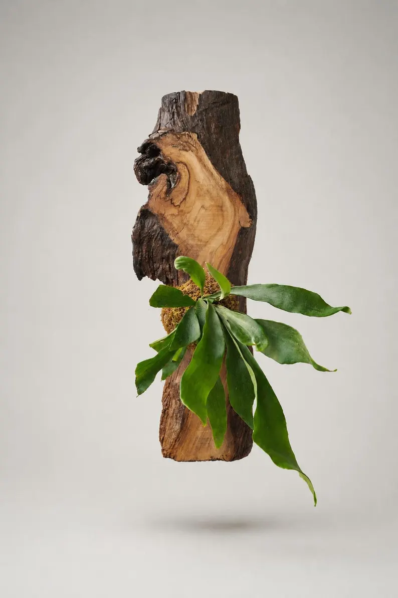 Extra large staghorn fern