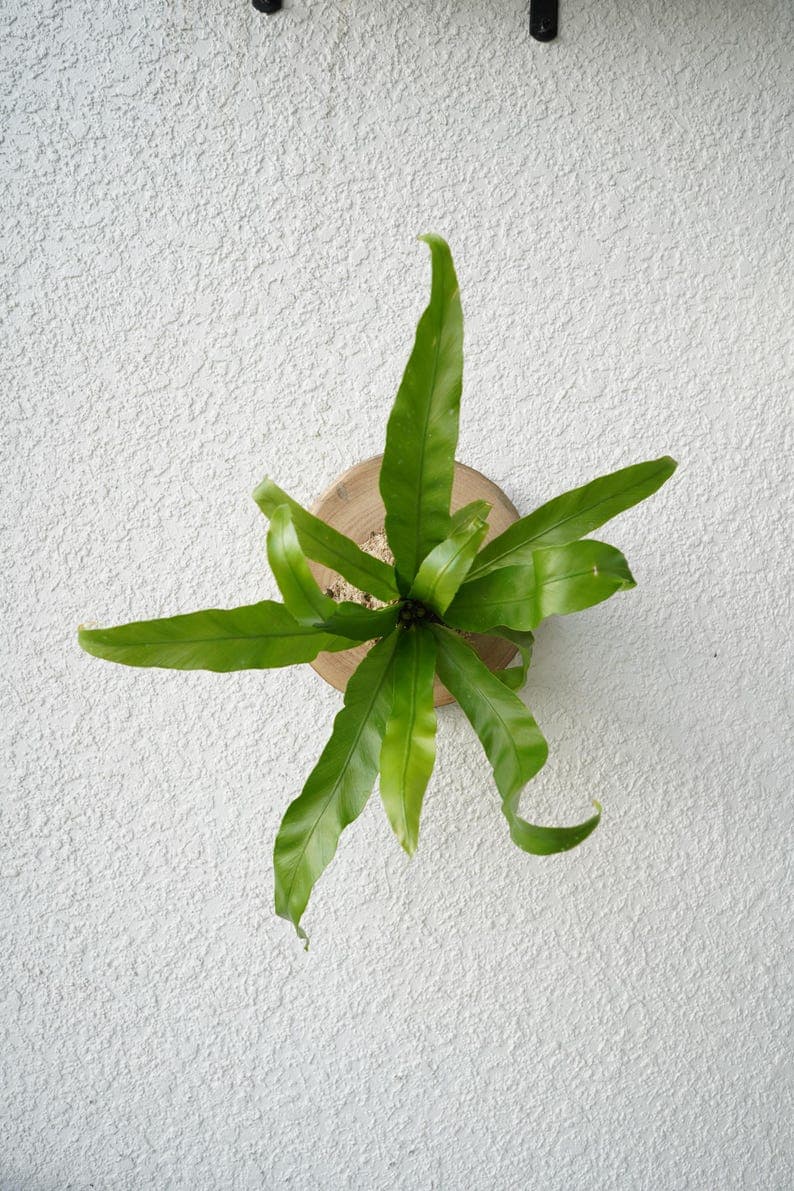 Bird's Nest Fern Wall Mount