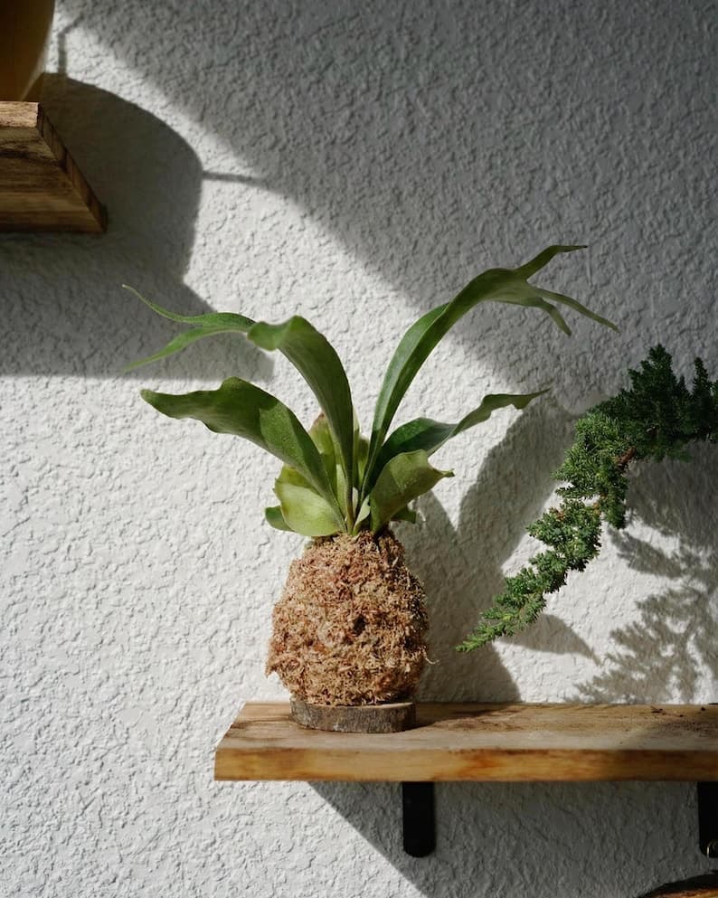 Kokedama Moss Balls