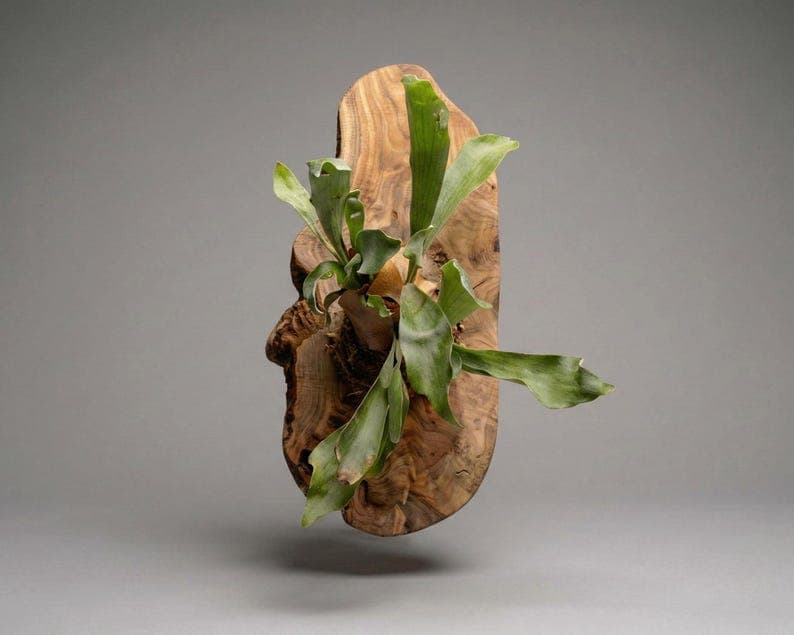 Extra Large Staghorn Fern