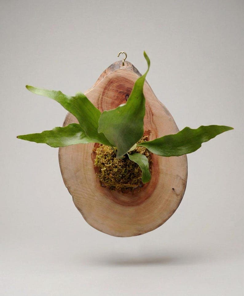 Staghorn Fern Wall Mount