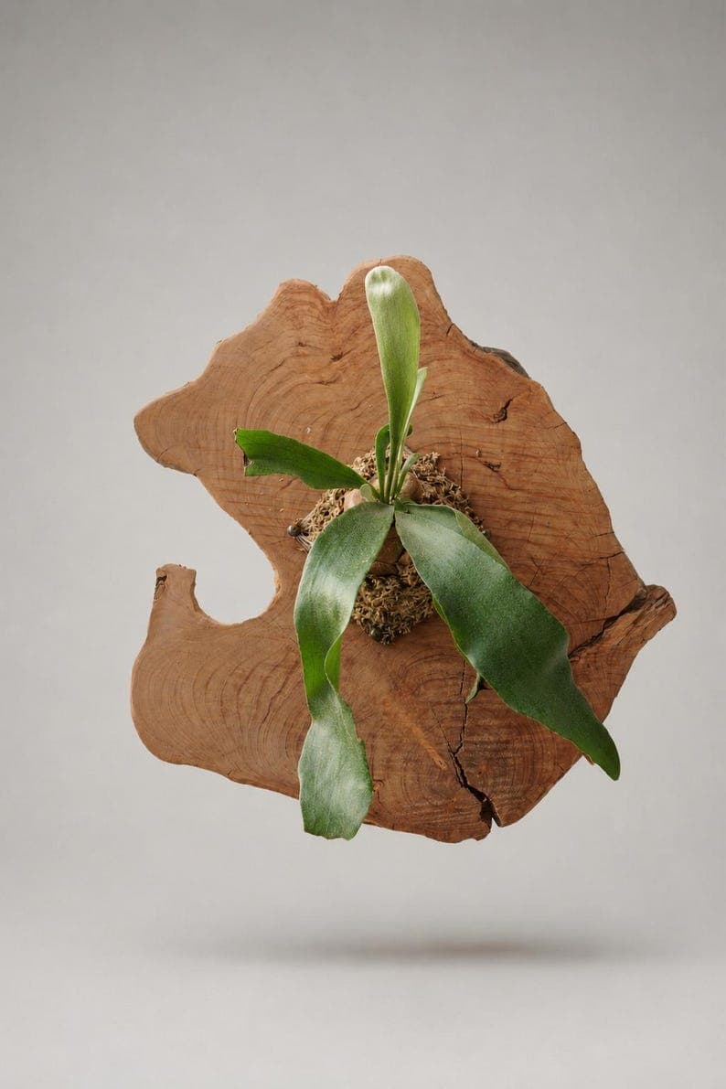 Extra large staghorn fern