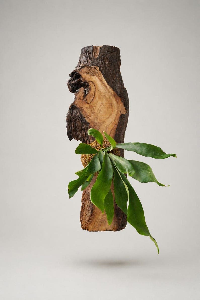 1 of 1 Collection - Wall Mounted Live Plant